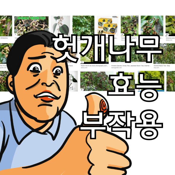 헛개나무 효능 8가지와 부작용,  술 먹고 헛개를 먹으면 헛것이 된다는 이야기는 사실일까?
