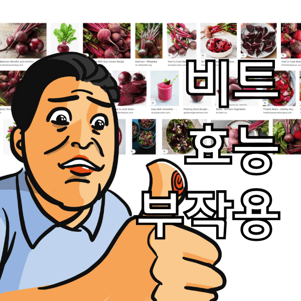 비트 효능 9가지와 부작용, 비트 먹으면 안되는 사람 알아봄