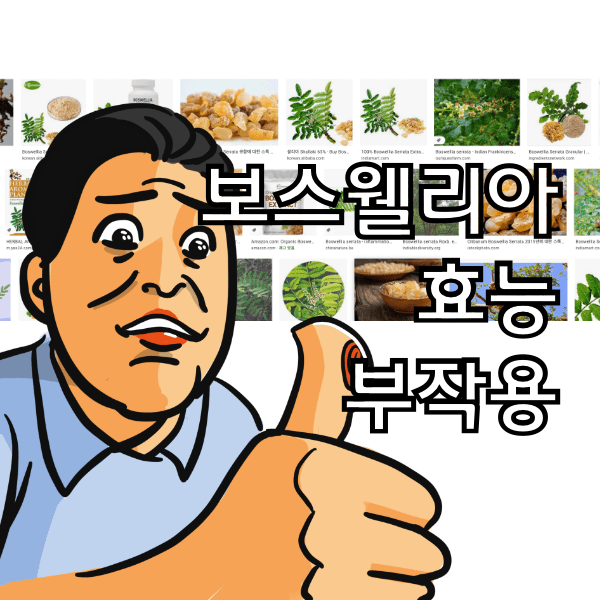 보스웰리아 효능과 부작용 , 별로인 보스웰리아 제품에 안속는 방법 알아봄
