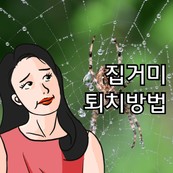 집거미 퇴치 빠르게 처리하는 방법이 알고 싶으세요?