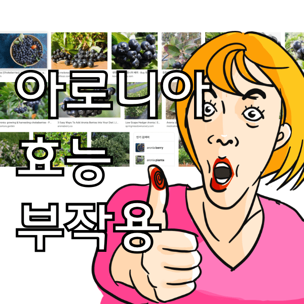 아로니아 효능과 부작용 , 아로니아 많이 먹으면? 아로니아 하루 권장량