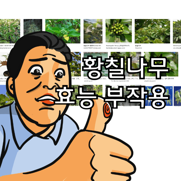 황칠나무 효능과 부작용 , 당뇨에 좋다는데 사실일까?