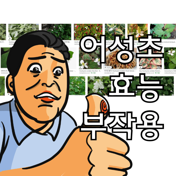 어성초 효능과 부작용 , 피부가 좋아 졌다는 소릴 들었어요.
