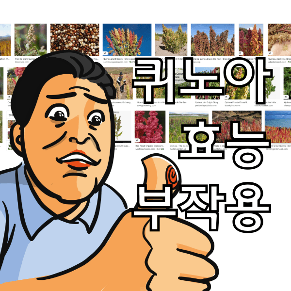 퀴노아 효능 9가지와 부작용, 퀴노아 다이어트를 하는 방법 알아봄