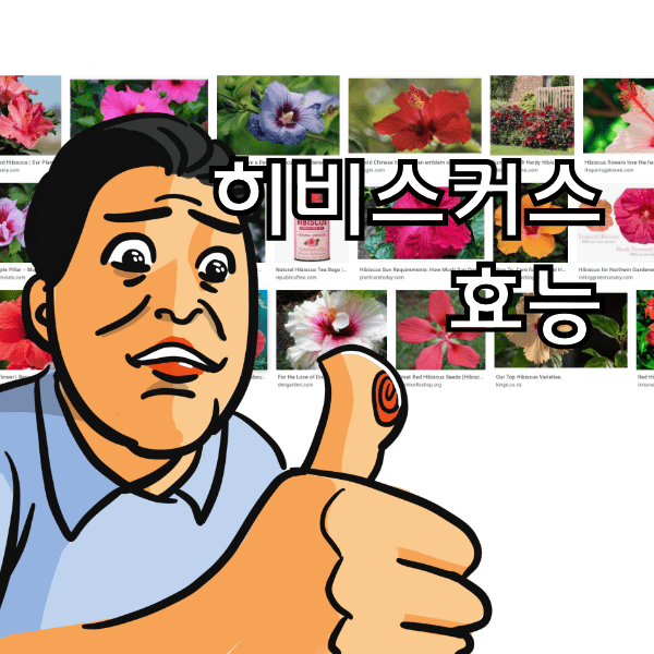 히비스커스 효능과 부작용 , 히비스커스차를 마시면 안되는 사람