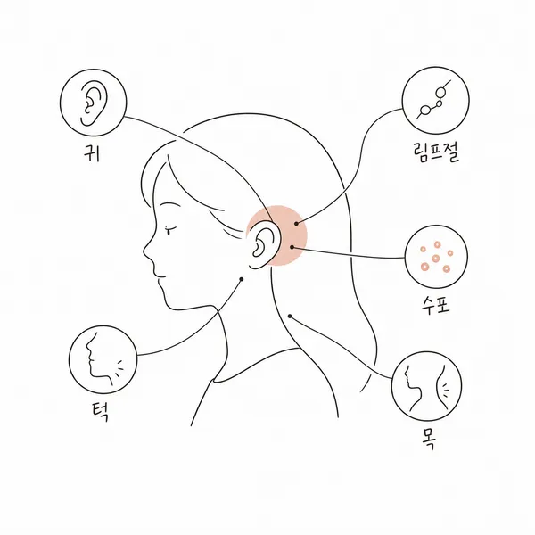 귀 뒤 통증을 귀, 목, 턱, 림프절, 수포 같은 동반 증상으로 구분하는 그림