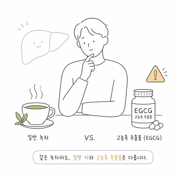일반 녹차와 고농축 EGCG 추출물을 구분해 보여주는 일러스트